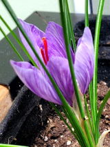 Sanj review photo