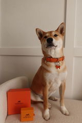 @yotethedog review photo