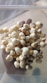 MALAYA KANTA BARIK review photo