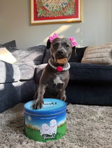 Instagram @pibblehaus review photo