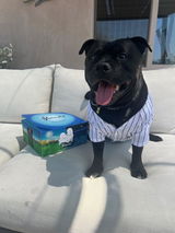 Nike the Staffy review photo