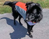 bArctic Light Therapy & Cooling Dog Shirt - No Water Required! (powered by Coolvio® patented technology)