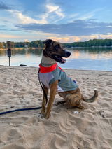 bArctic Light Therapy & Cooling Dog Shirt - No Water Required! (powered by Coolvio® patented technology)