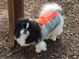 bArctic Light Therapy & Cooling Dog Shirt - No Water Required! (powered by Coolvio® patented technology)