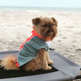bArctic Light Therapy & Cooling Dog Shirt - No Water Required! (powered by Coolvio® patented technology)