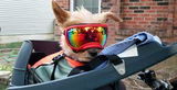 bArctic Light Therapy & Cooling Dog Shirt - No Water Required! (powered by Coolvio® patented technology)