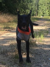 bArctic Light Therapy & Cooling Dog Shirt - No Water Required! (powered by Coolvio® patented technology)