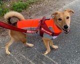 bArctic Light Therapy & Cooling Dog Shirt - No Water Required! (powered by Coolvio® patented technology)