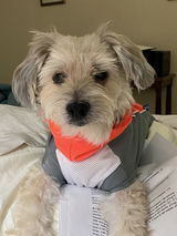 bArctic Light Therapy & Cooling Dog Shirt - No Water Required! (powered by Coolvio® patented technology)