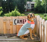 bArctic Light Therapy & Cooling Dog Shirt - No Water Required! (powered by Coolvio® patented technology)