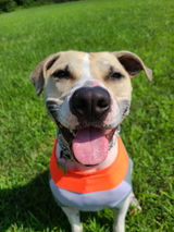 bArctic Light Therapy & Cooling Dog Shirt - No Water Required! (powered by Coolvio® patented technology)