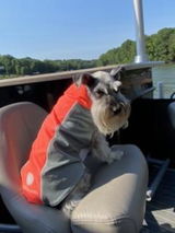 bArctic Light Therapy & Cooling Dog Shirt - No Water Required! (powered by Coolvio® patented technology)
