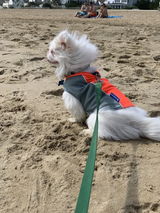 bArctic Light Therapy & Cooling Dog Shirt - No Water Required! (powered by Coolvio® patented technology)