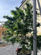 Kehrwoch'Kush review photo