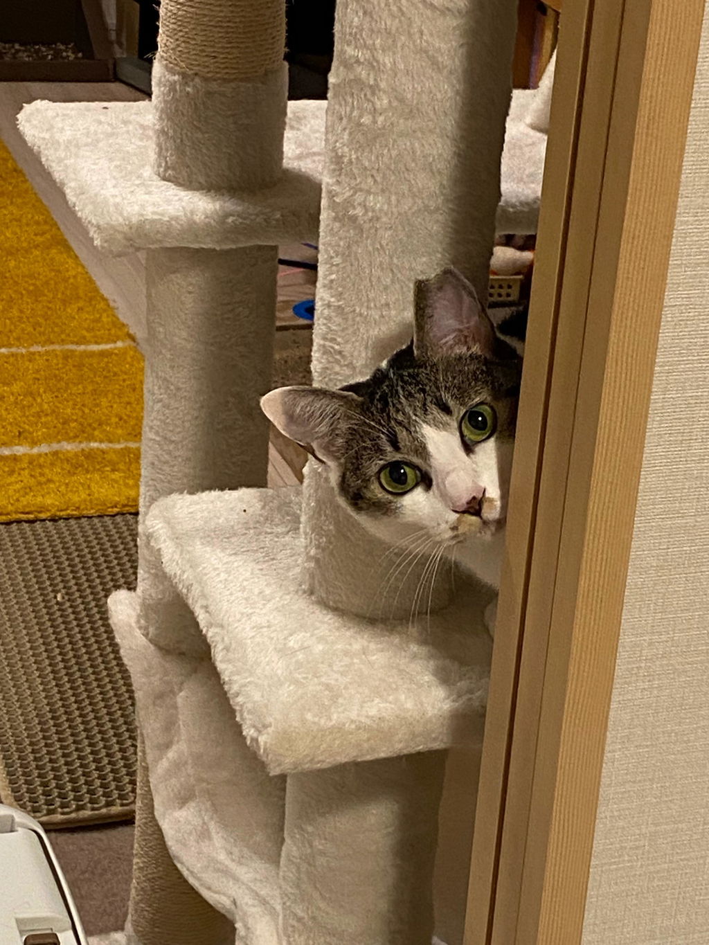 ねこヘルプ手帳【冊子式】｜猫の母子手帳・健康管理ノート｜災害・緊急時に愛猫を守る命の記録のレビュー写真