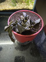 Pavin Saji review photo