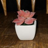 K. review photo