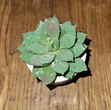 K. review photo