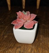 K. review photo