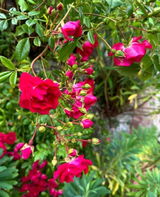 Tushar Bansal review photo