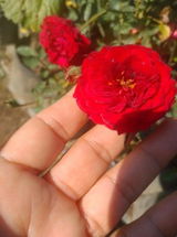 Charul Aggarwal review photo