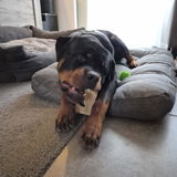 xyon.the.rotty review photo
