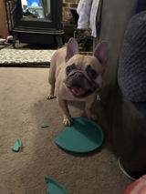 Pugmom08 review photo