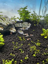 Viet Tran review photo