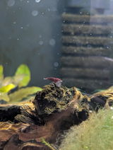 August review photo