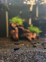 Shrimp Odyssey review photo