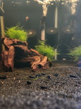 Shrimp Odyssey review photo