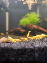 Shrimp Odyssey review photo
