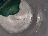 Dead shrimp review photo