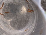 Dead shrimp review photo