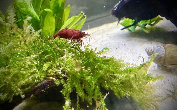 Bloody Mary Shrimp | Neocaridina Shrimp | Shrimpy Business