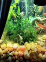 Cera review photo