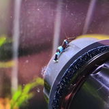 Fishnpups review photo