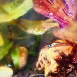 Fishnpups review photo