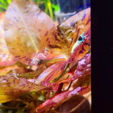 Fishnpups review photo