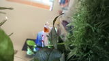 First time Shrimp Keepers - Success! review photo
