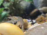 Molly review photo