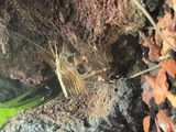 Gerri Frank review photo
