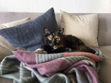CHanley review photo