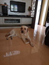 SANTOSH Kamat review photo