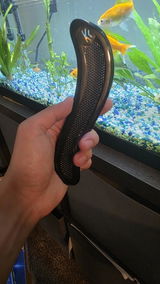 Anonymous review photo