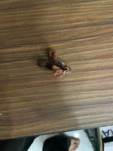 Rohit S. review photo