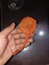 Pooja review photo