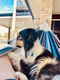 Double Size Brazilian Hammock in Cerulean Colour