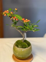 マンマ review photo
