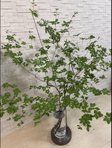 久仁子 森 review photo